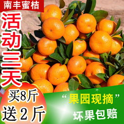 應季蜜桔正當時 從薄皮小紅蜜到經典沙糖桔，新鮮水果批發指南