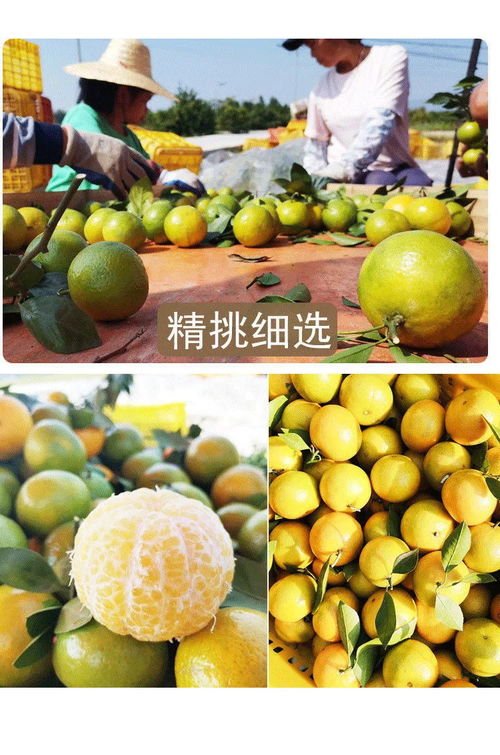 廣西皇帝柑 薄皮多汁的“貢柑”傳奇，孕婦與家庭皆宜的當季鮮果
